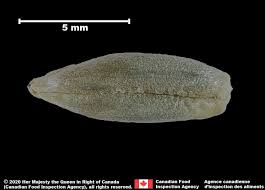 Attēlu rezultāti vaicājumam “Secale cereale”