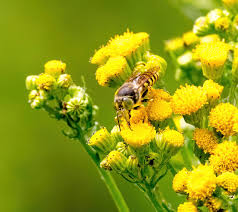 Attēlu rezultāti vaicājumam “Bembix rostrata”