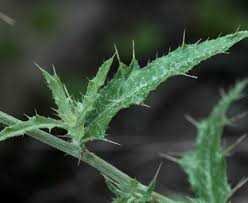 Attēlu rezultāti vaicājumam “Cirsium x rigens leaf”