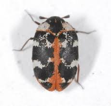 Attēlu rezultāti vaicājumam “Anthrenus sp.”