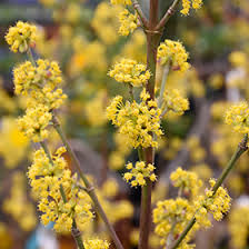 Attēlu rezultāti vaicājumam “Cornus mas”