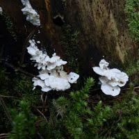 Attēlu rezultāti vaicājumam “Postia floriformis”