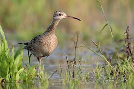 Image result for Numenius minutus