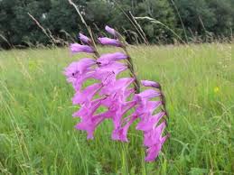 Attēlu rezultāti vaicājumam “Gladiolus imbricatus”