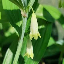 Attēlu rezultāti vaicājumam “Polygonatum odoratum bud”
