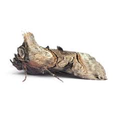 Attēlu rezultāti vaicājumam “Panolis umbra”