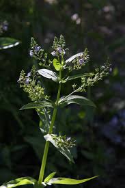 Attēlu rezultāti vaicājumam “Veronica anagallis-aquatica leaf”