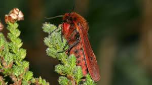 Attēlu rezultāti vaicājumam “Phragmatobia fuliginosa”