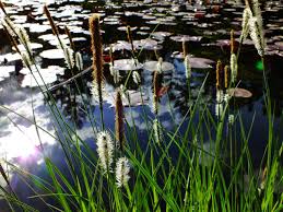 Attēlu rezultāti vaicājumam “Carex elata”