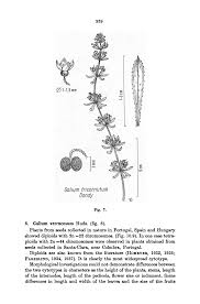 Attēlu rezultāti vaicājumam “Galium schultesii fruit”
