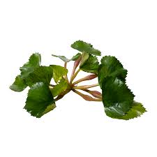 Attēlu rezultāti vaicājumam “Trapa natans leaf”