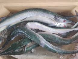 Image result for Belone belone