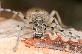 Attēlu rezultāti vaicājumam “Saperda carcharias”