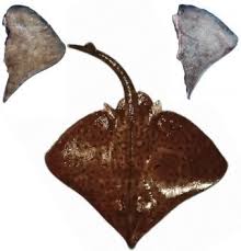 Image result for Dipturus laevis