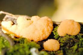 Attēlu rezultāti vaicājumam “Tubiferaceae”