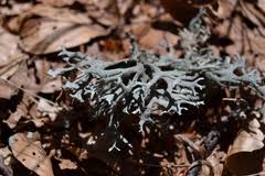 Attēlu rezultāti vaicājumam “Pseudevernia furfuracea”