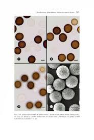 Attēlu rezultāti vaicājumam “Sphacelotheca hydropiperis”