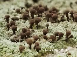 Attēlu rezultāti vaicājumam “Chaenotheca trichialis”