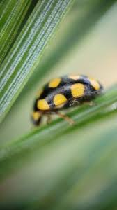 Attēlu rezultāti vaicājumam “Coccinula quatuordecimpustulata”
