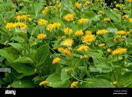 Attēlu rezultāti vaicājumam “Telekia speciosa”