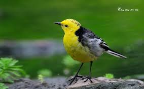 Attēlu rezultāti vaicājumam “Motacilla citreola”