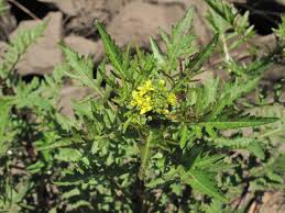 Attēlu rezultāti vaicājumam “Rorippa palustris”