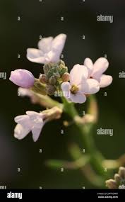 Attēlu rezultāti vaicājumam “Cakile maritima subsp. baltica flower”
