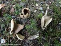 Attēlu rezultāti vaicājumam “Otidea leporina”