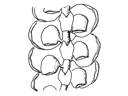 Attēlu rezultāti vaicājumam “Frullania dilatata”