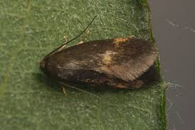 Attēlu rezultāti vaicājumam “Borkhausenia minutella”