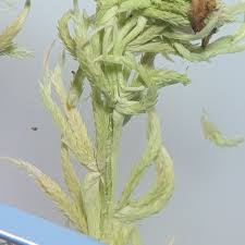 Attēlu rezultāti vaicājumam “Sphagnum quinquefarium”