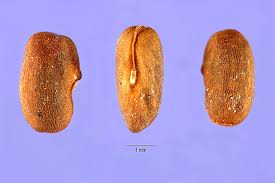 Attēlu rezultāti vaicājumam “Geranium pratense bud”