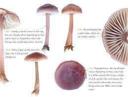 Attēlu rezultāti vaicājumam “Mycena”