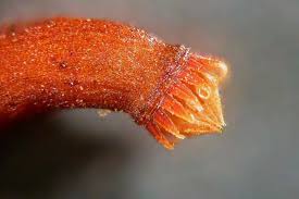 Attēlu rezultāti vaicājumam “Platydictya jungermannioides macro”