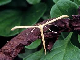 Attēlu rezultāti vaicājumam “Adaina microdactyla”