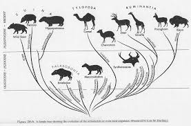 Attēlu rezultāti vaicājumam “Artiodactyla”