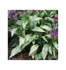 Image result for Pulmonaria Silverado