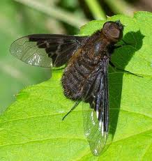 Attēlu rezultāti vaicājumam “Hemipenthes morio”