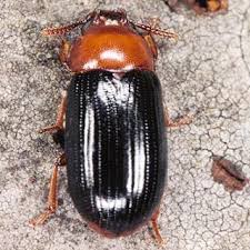 Attēlu rezultāti vaicājumam “Bolitophagus reticulatus imago”