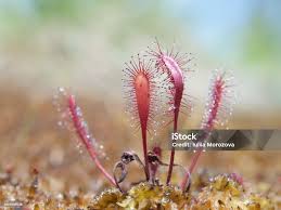 Attēlu rezultāti vaicājumam “Drosera rotundifolia leaf”