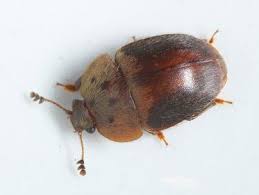 Attēlu rezultāti vaicājumam “Cychramus variegatus”