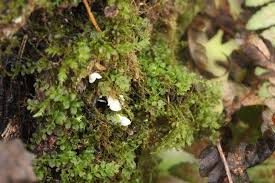 Attēlu rezultāti vaicājumam “Rimbachia neckerae”