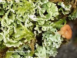 Attēlu rezultāti vaicājumam “Cladonia caespiticia”