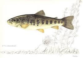 Image result for Salmo macrostigma