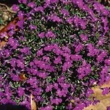 Attēlu rezultāti vaicājumam “Lobelia erinus flower”