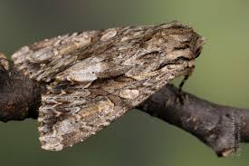 Attēlu rezultāti vaicājumam “Apamea monoglypha”