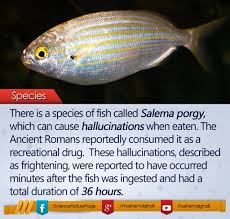 Image result for Sarpa salpa