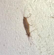 Attēlu rezultāti vaicājumam “Chaetopteryx villosa”