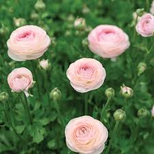Attēlu rezultāti vaicājumam “Ranunculus brunnescens”
