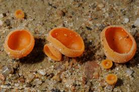 Attēlu rezultāti vaicājumam “Melastiza chateri”